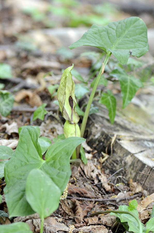 Arum maculatum